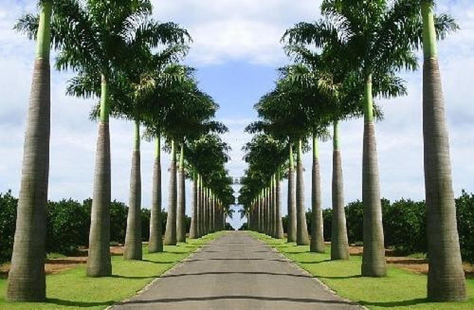Palmeira Imperial 