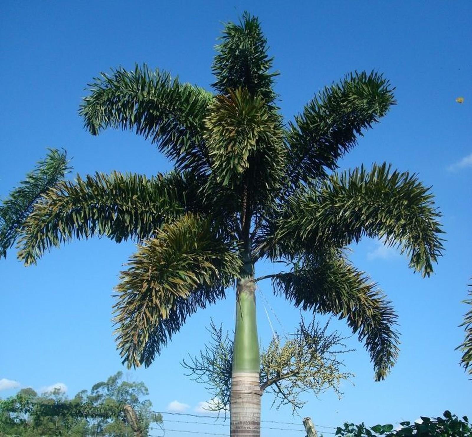 Palmeira Rabo de Raposa 