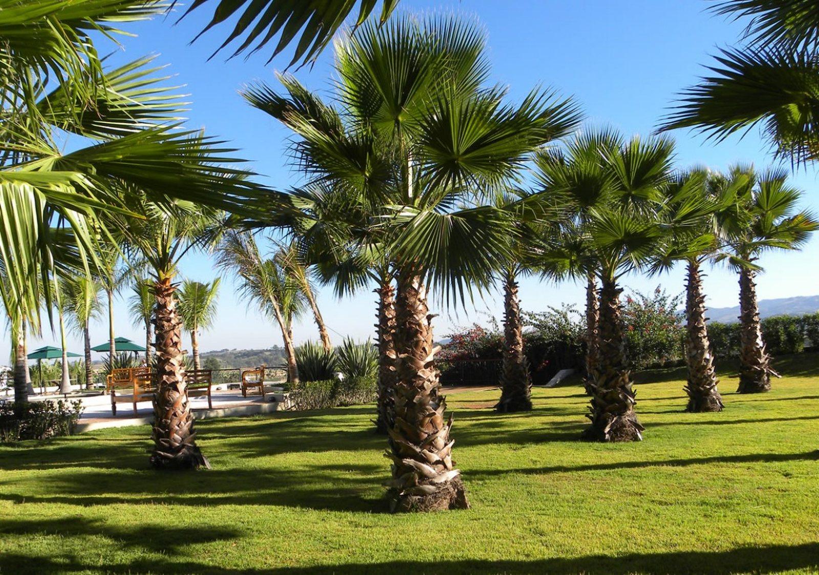 Palmeira Washingtonia