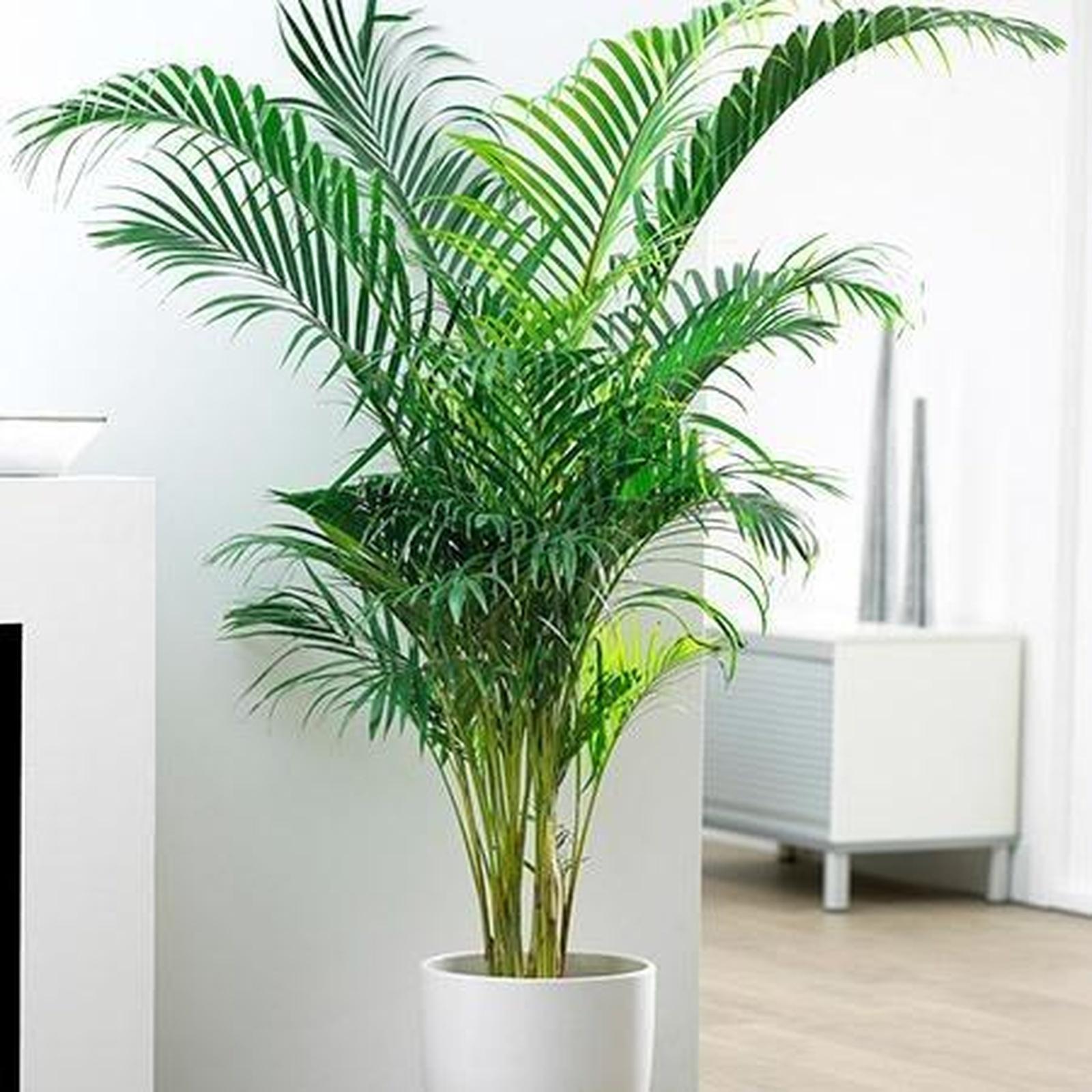 Coqueiro Areca 