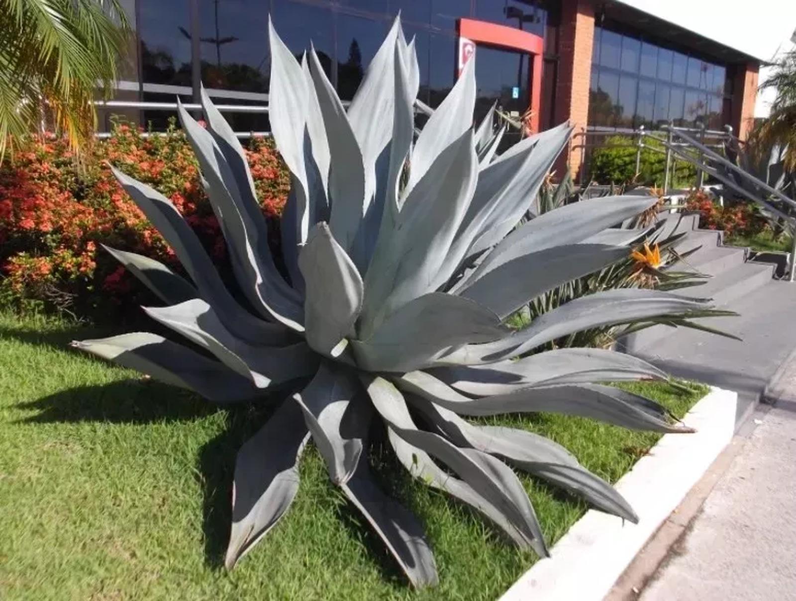 Agave Azul 