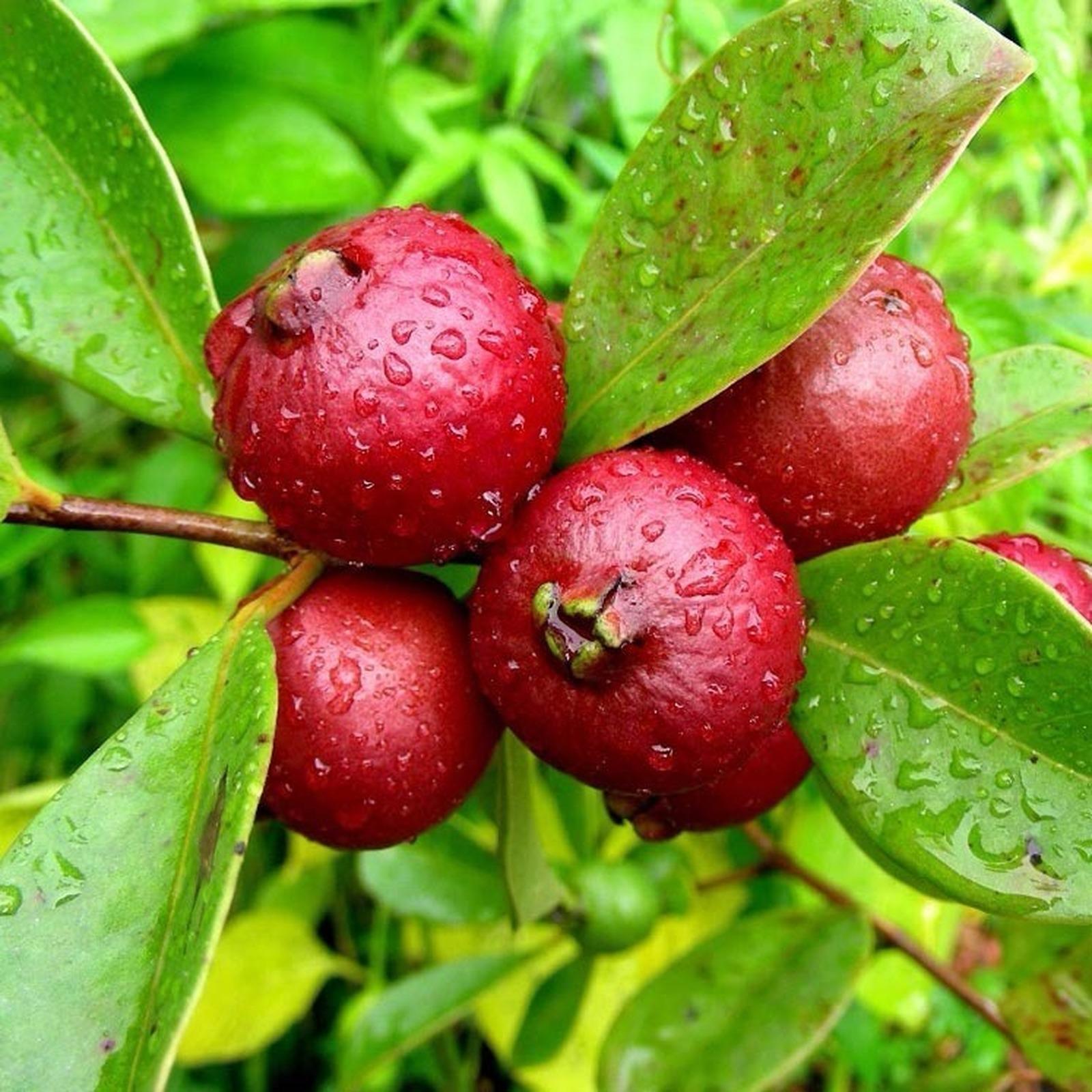 Araçá Vermelho 