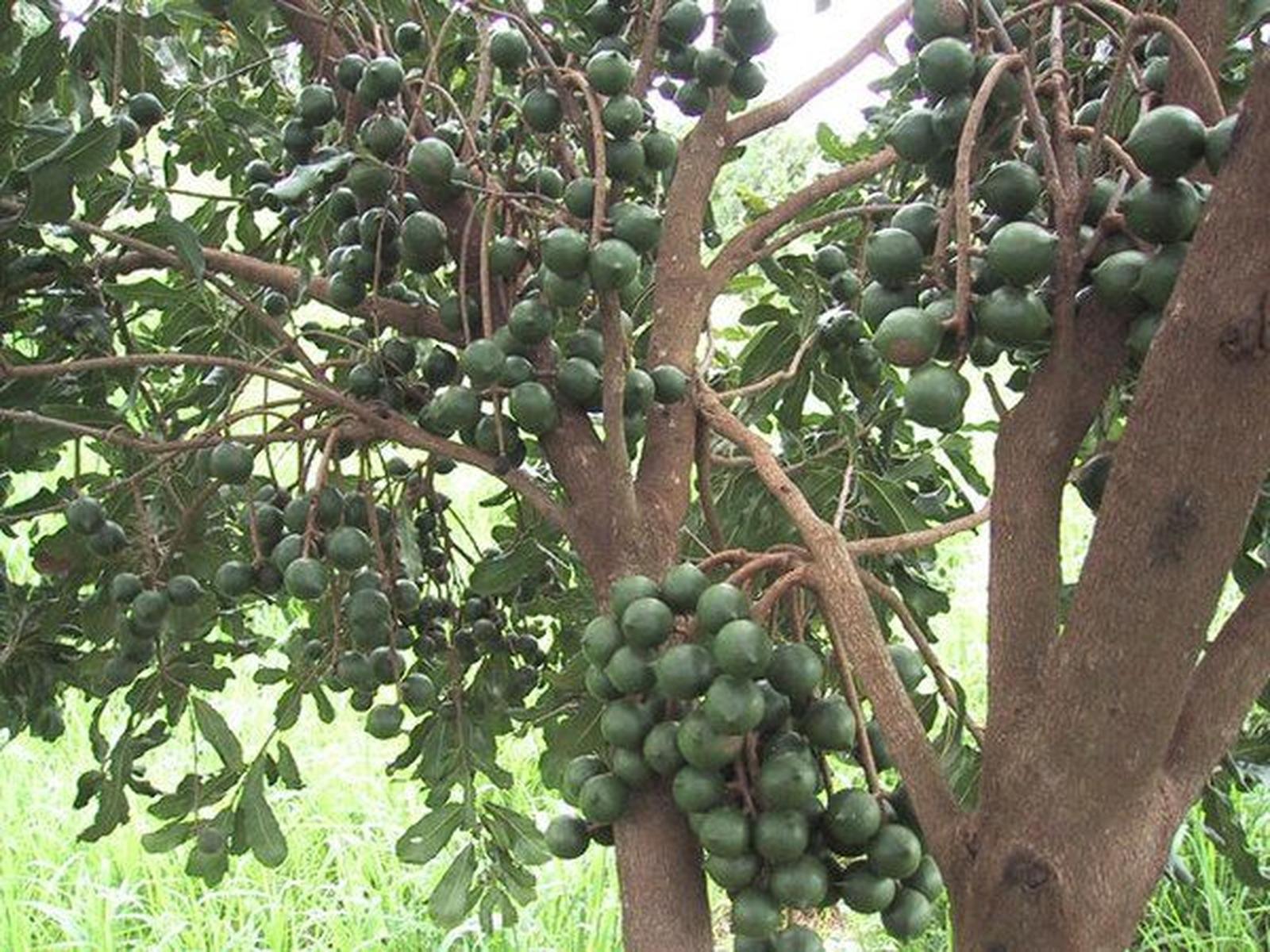 Castanha Macadâmia 