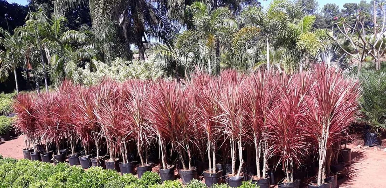 Dracena Tricolor 