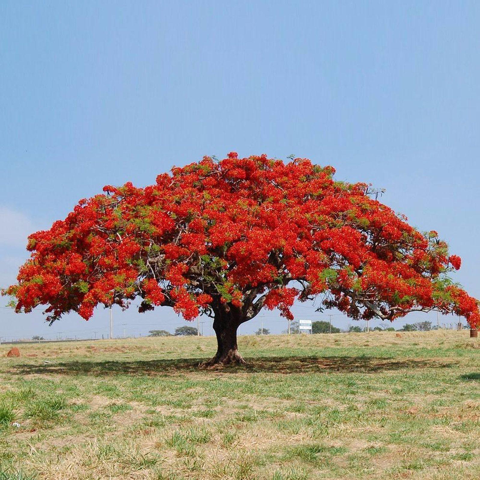 Flamboyant Vermelho 