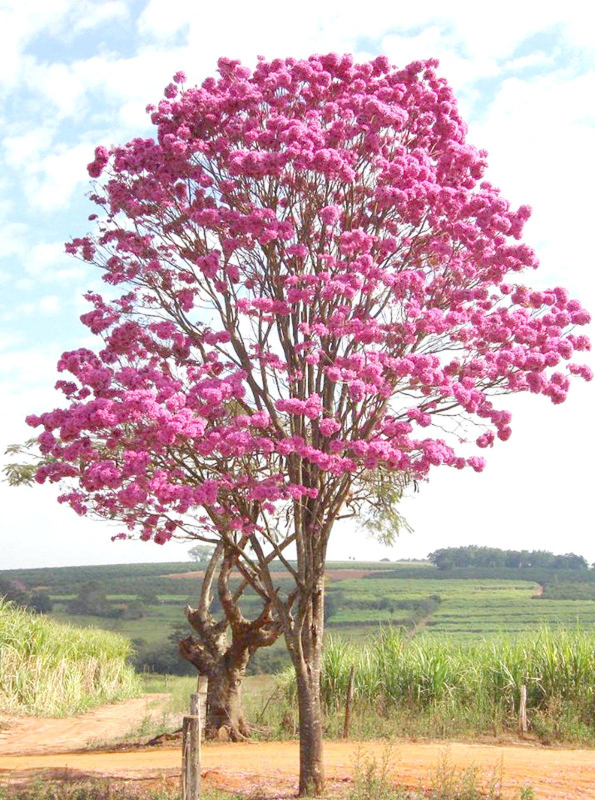 Ipê Rosa 