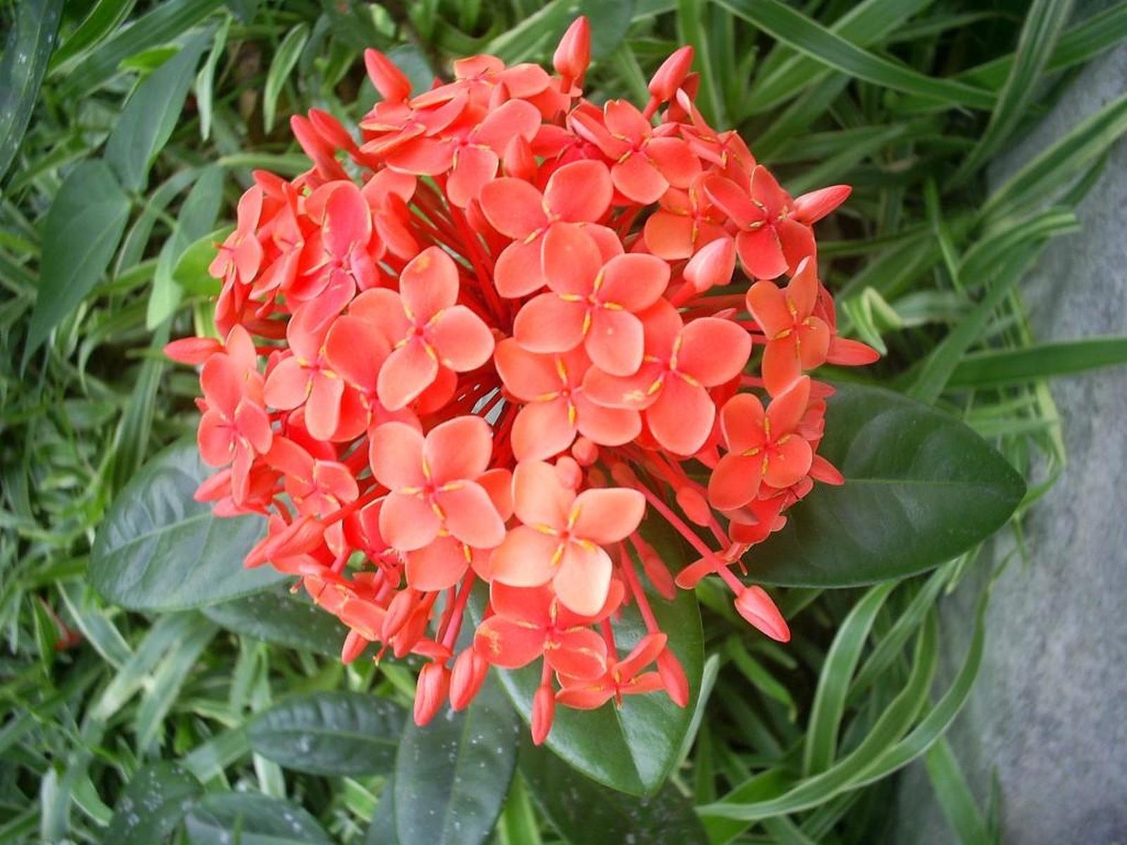 Ixora