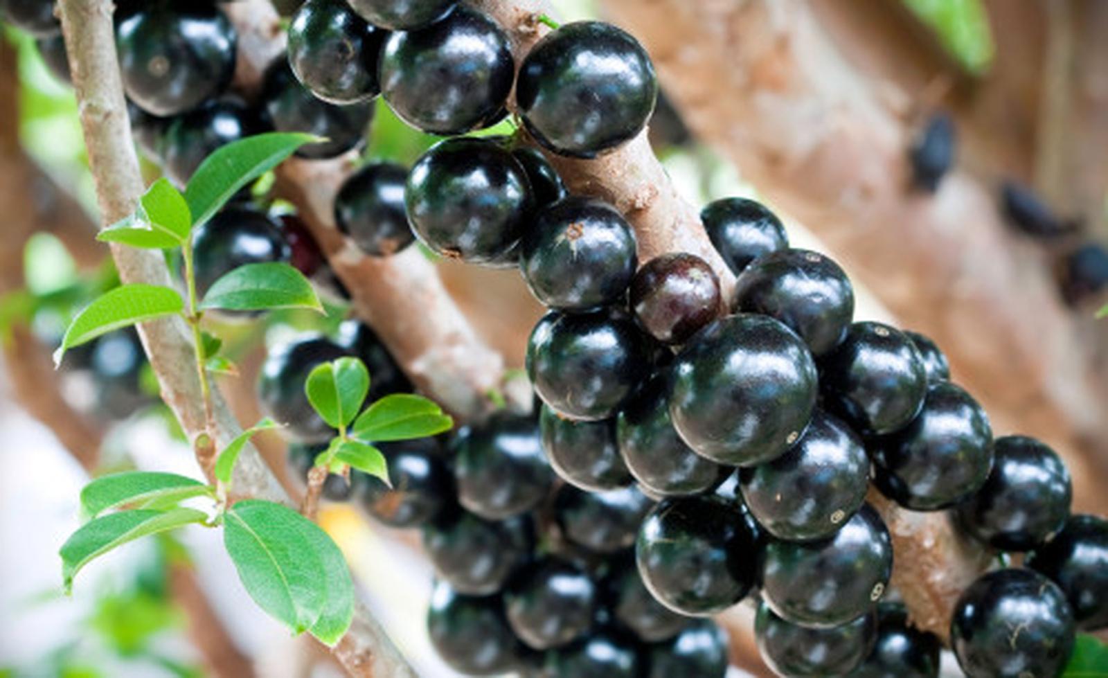 Jabuticaba Híbrida 