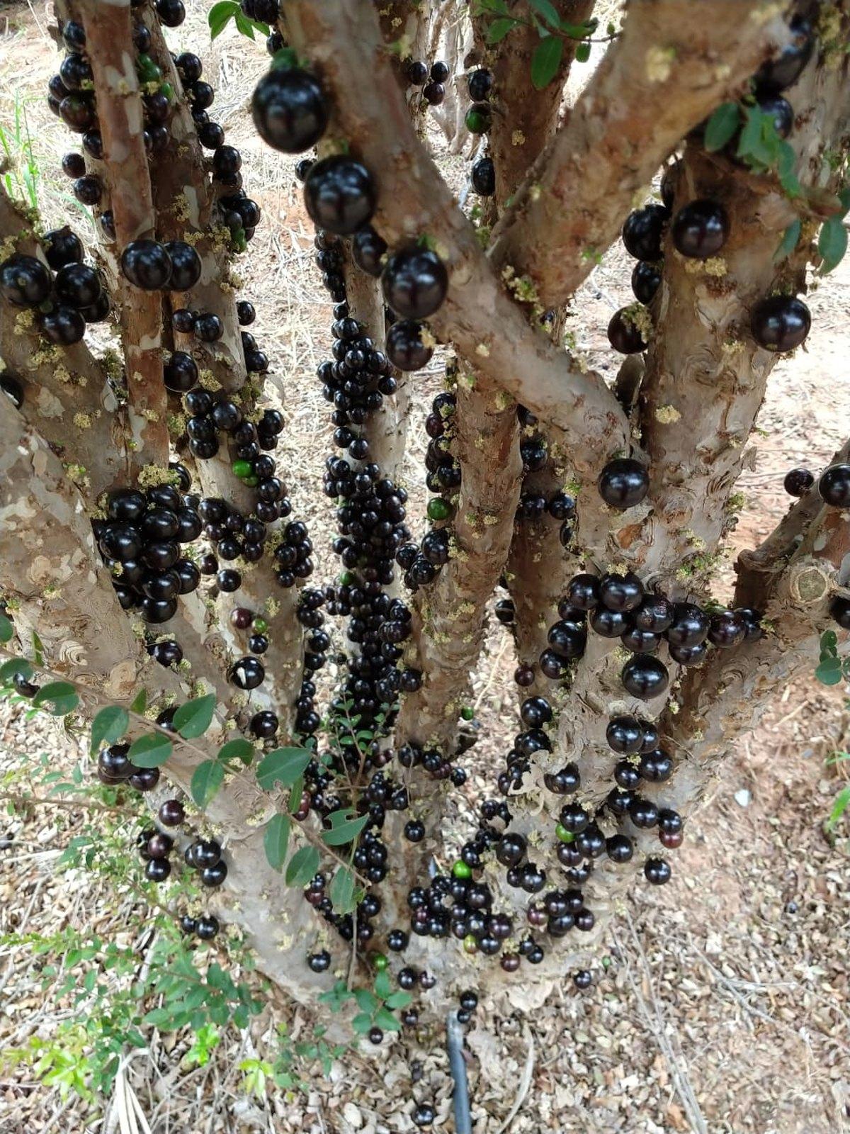 Jabuticaba Sabará