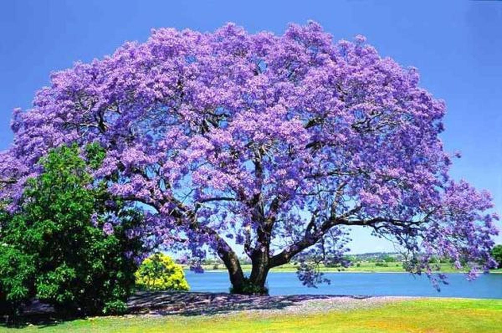 Jacarandá Mimoso