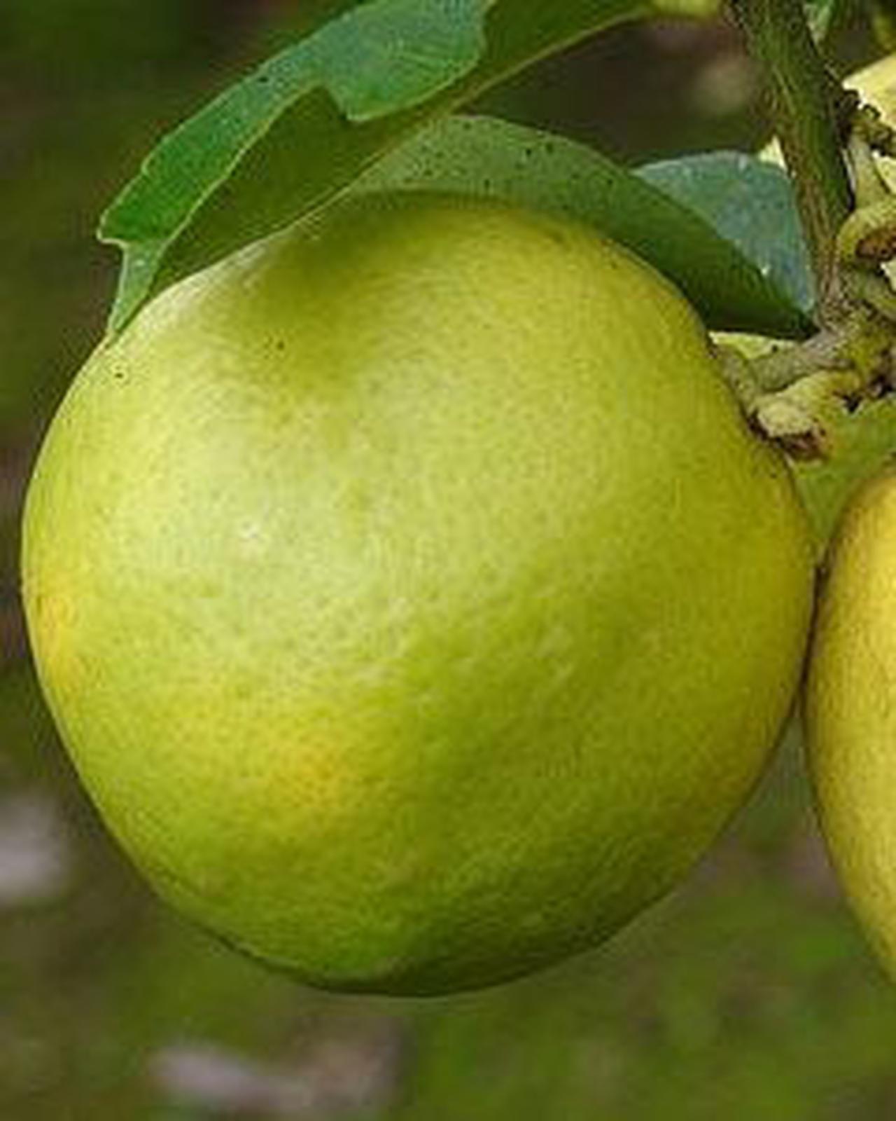 Laranja Cidra 