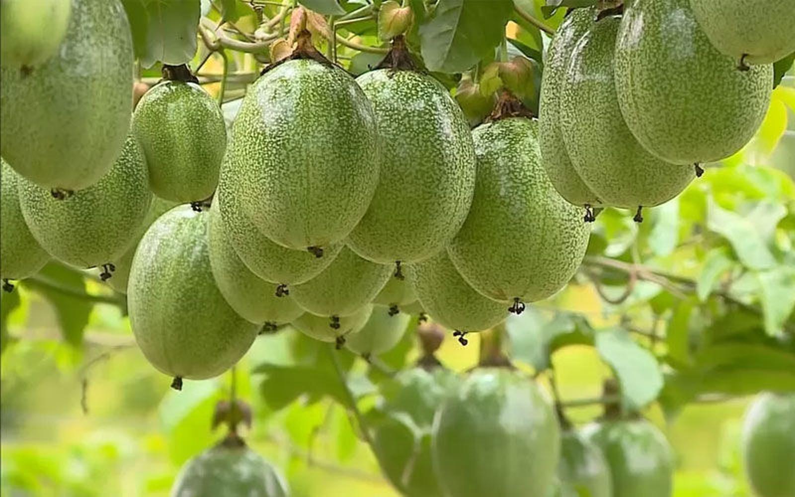 Maracujá Doce 