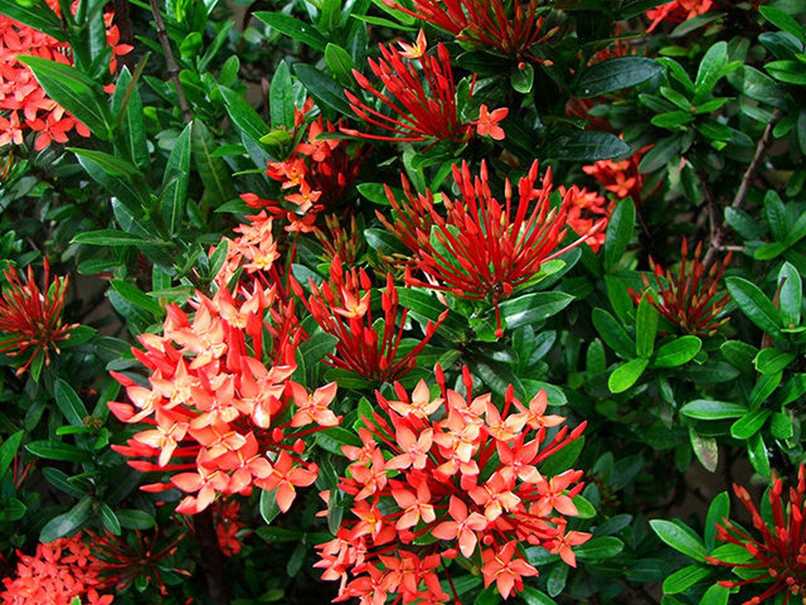 Mini Ixora 