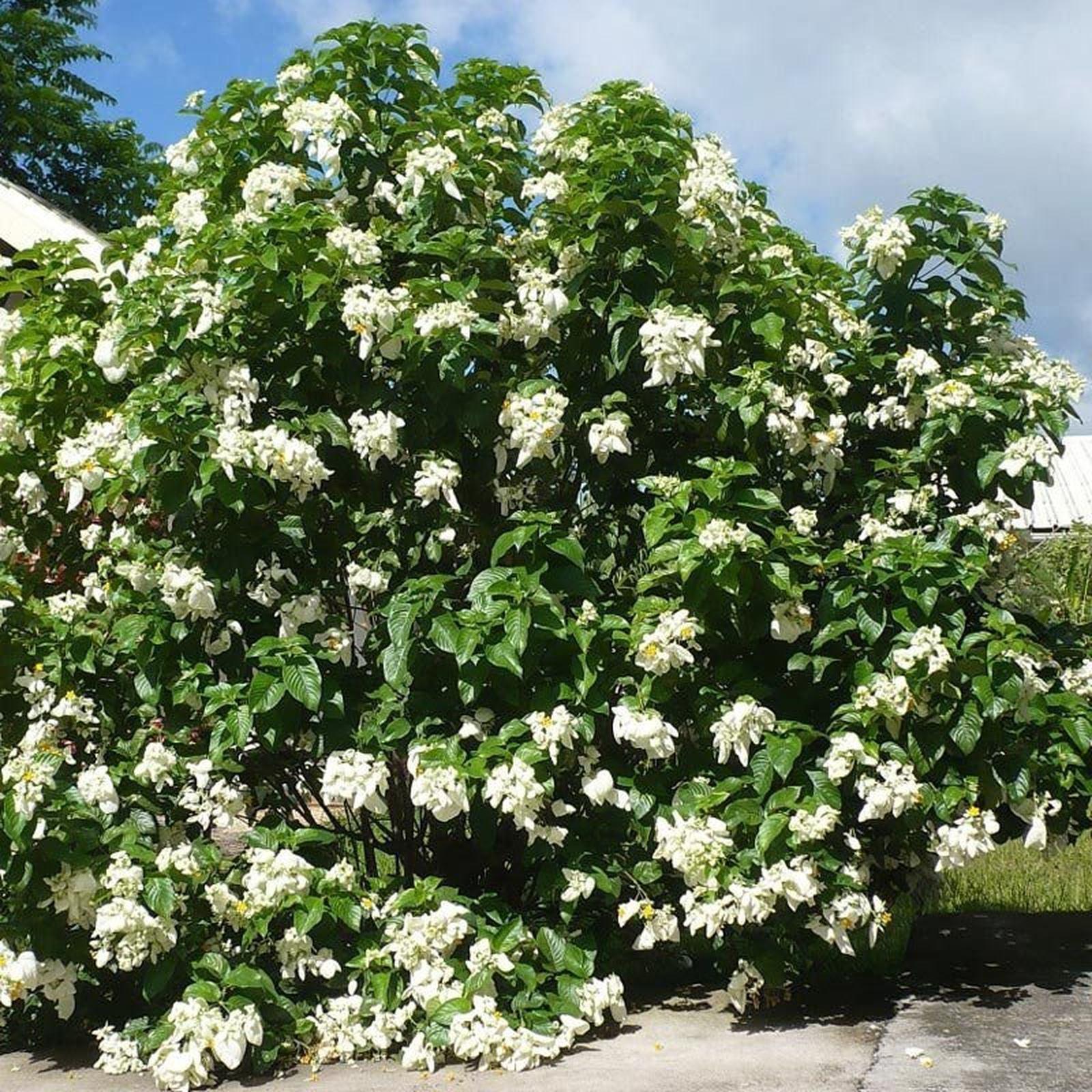 Mussaenda Branca 