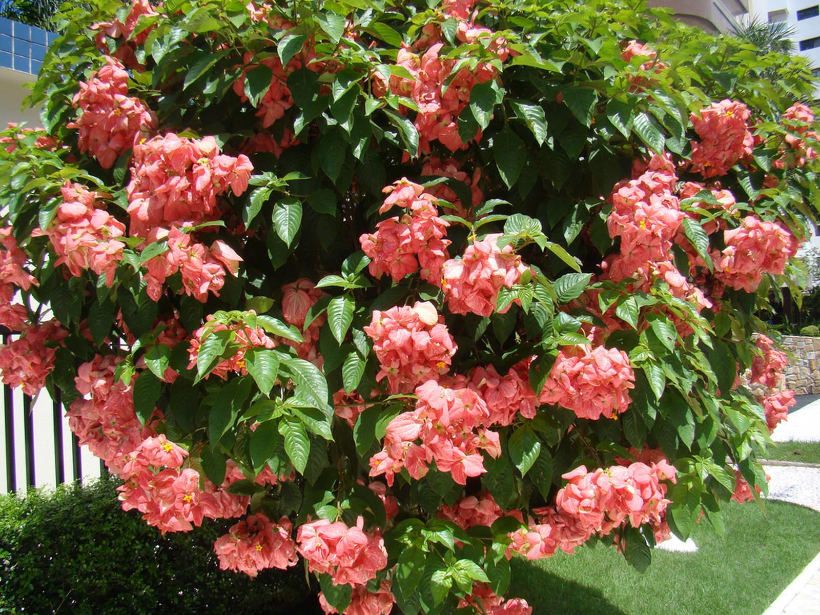 Mussaenda Rosa 