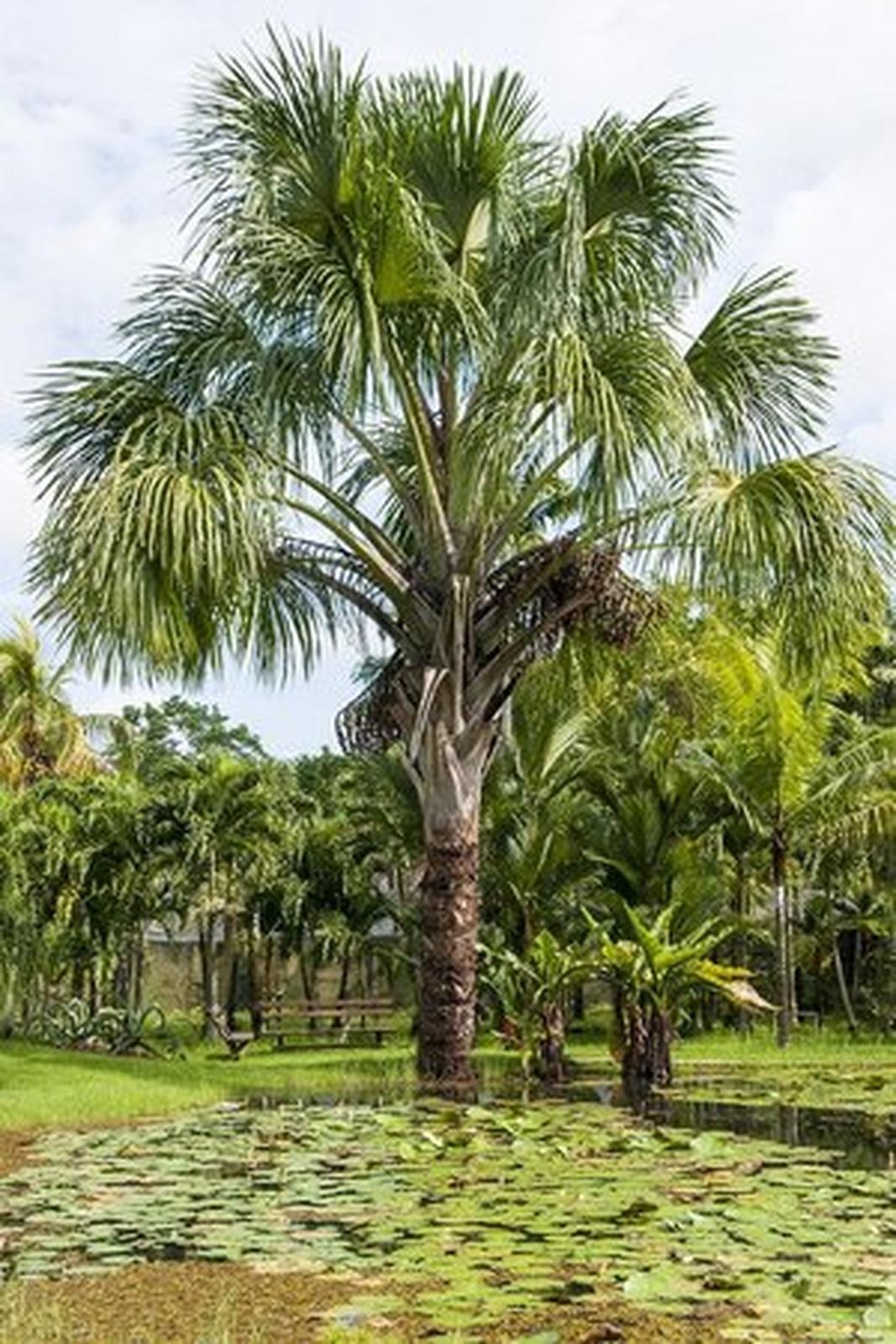 Palmeira Buriti 