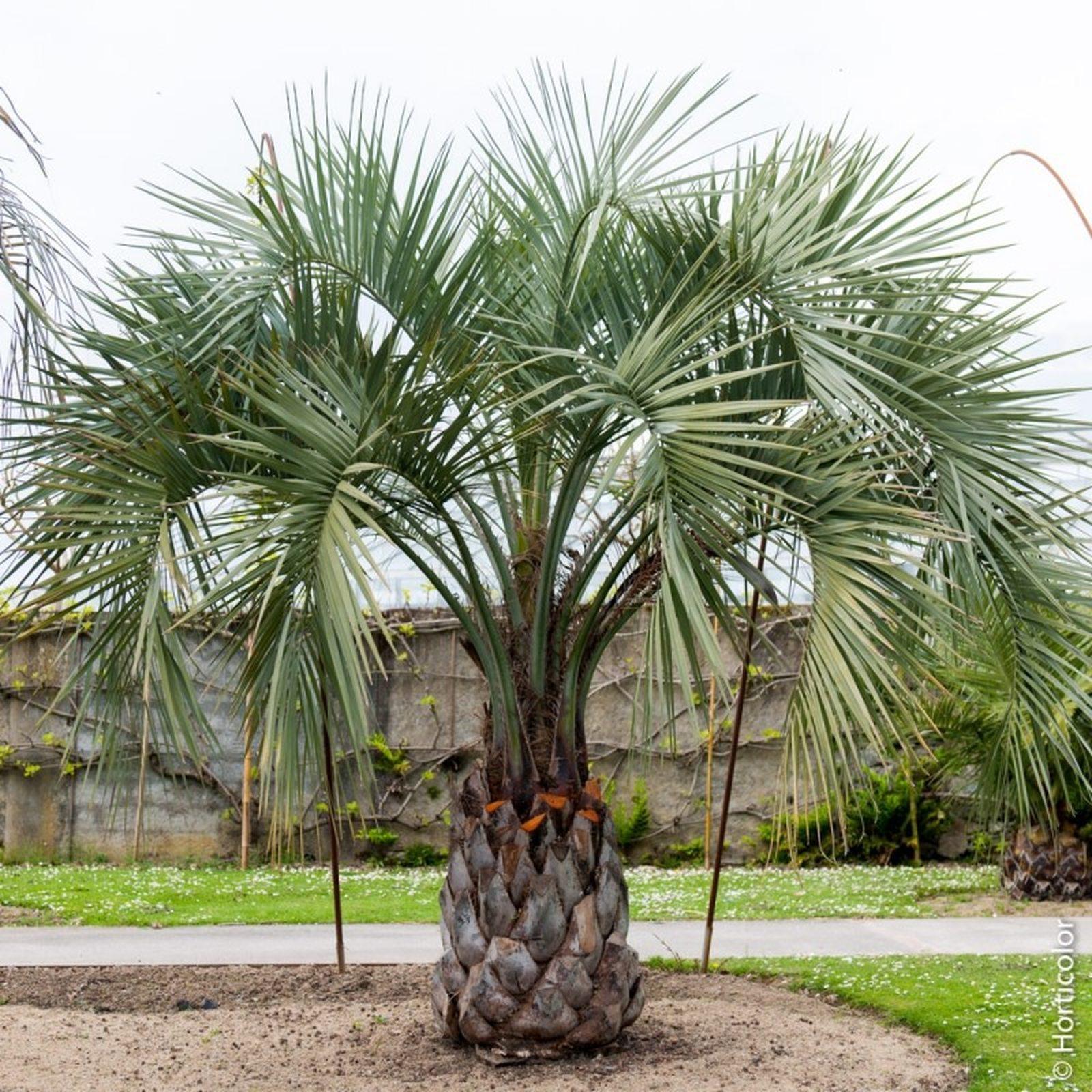 Butia capitata (Бутия головчатая)