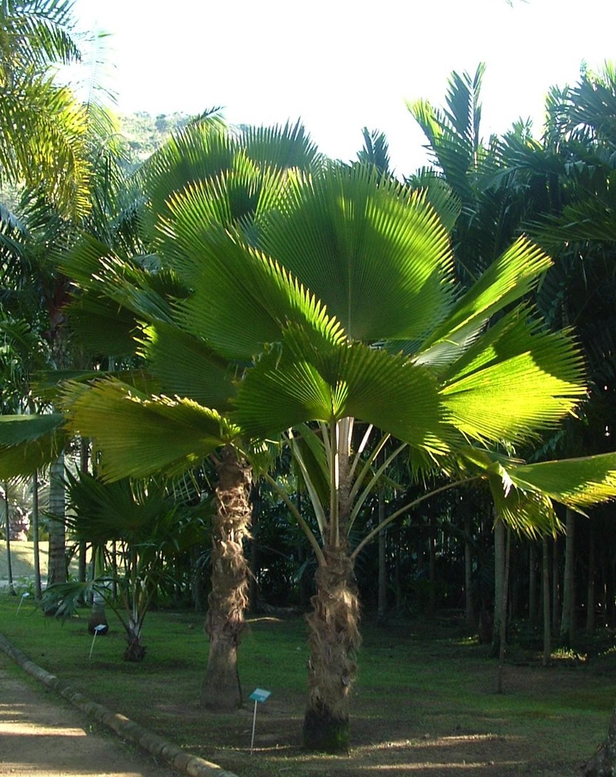 Palmeira Leque ou Licuala 