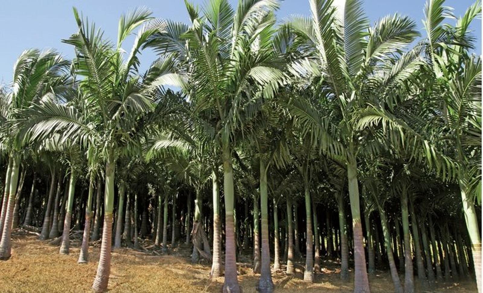 Palmeira Real 