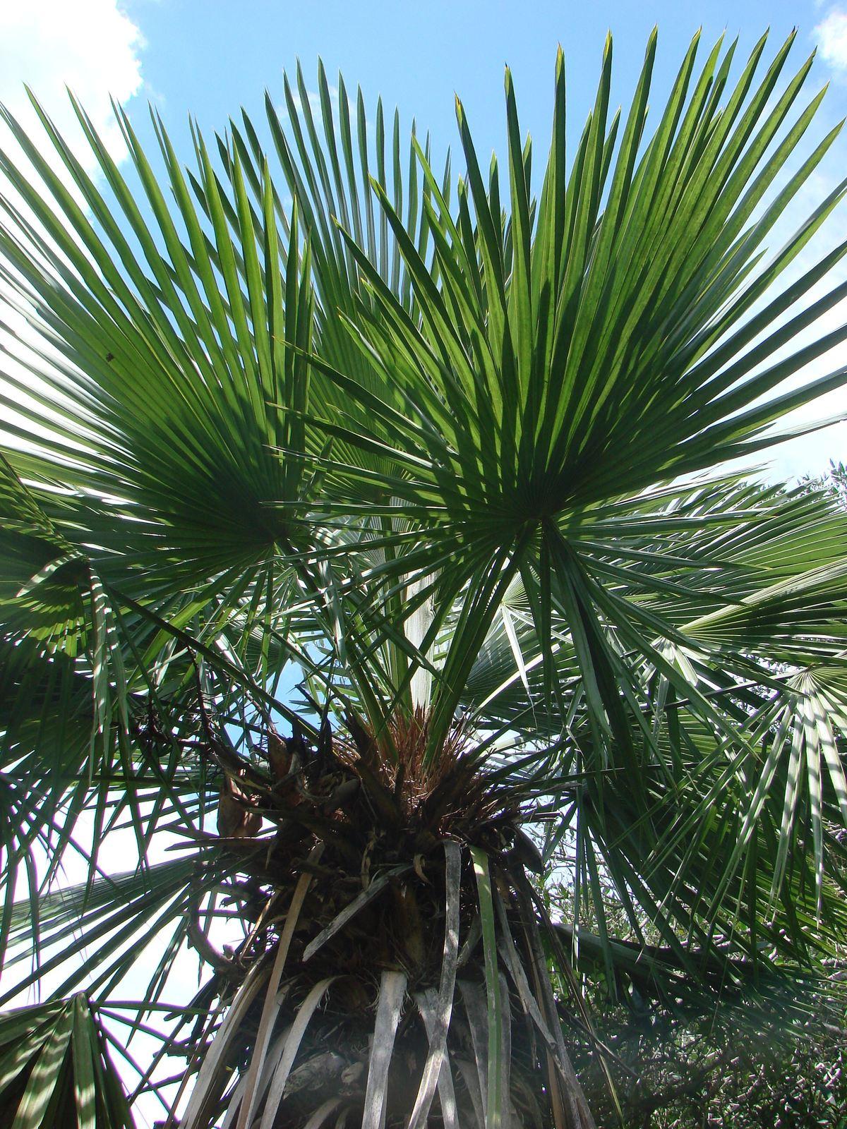 Palmeira Trinax 