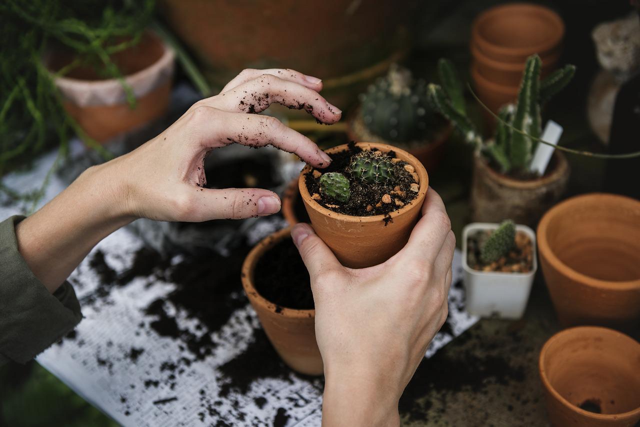 Dicas de manutenção de plantas no jardim