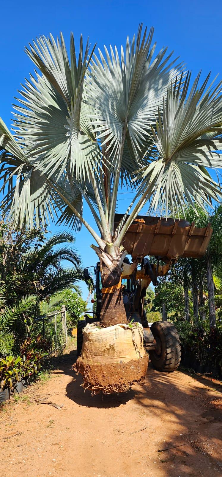 <div class='trigger trigger_error'><b>Erro na Linha: #41 ::</b> Undefined index: category_title<br><small>/home/capitalmudas/public_html/themes/capital/servicos.php</small><span class='ajax_close'></span></div>